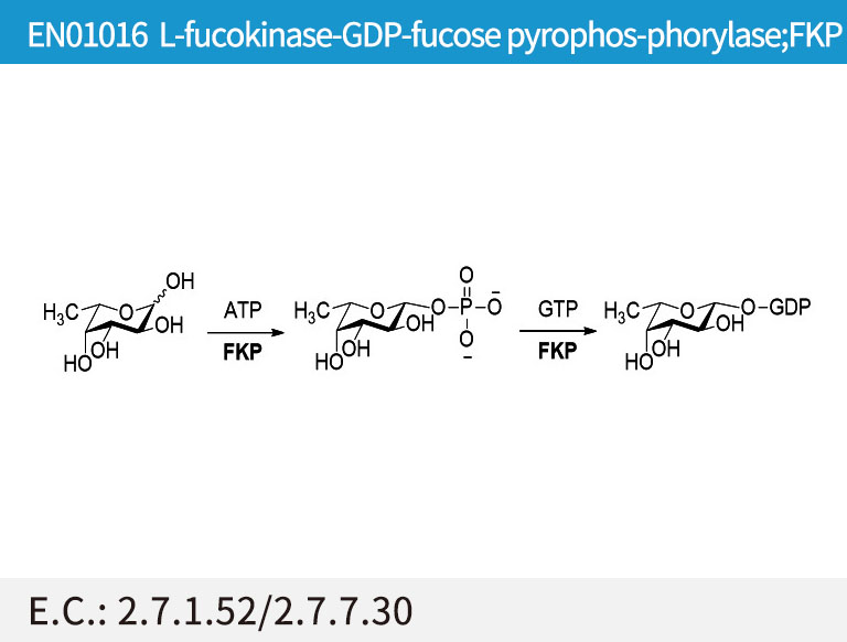 L-fucokinase/GDP-fucose pyrophosphorylase (FKP)