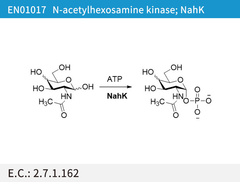 N-acetylhexosamine 1-kinase (NahK)