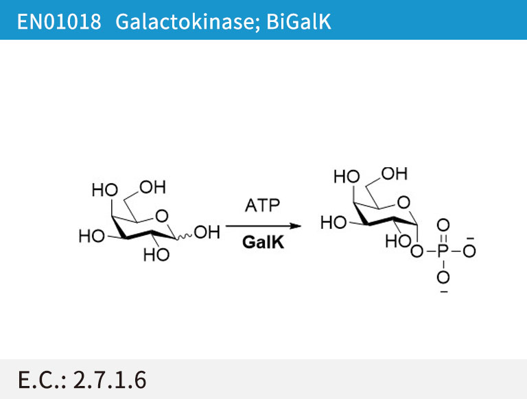 Galactokinase (BiGalK)