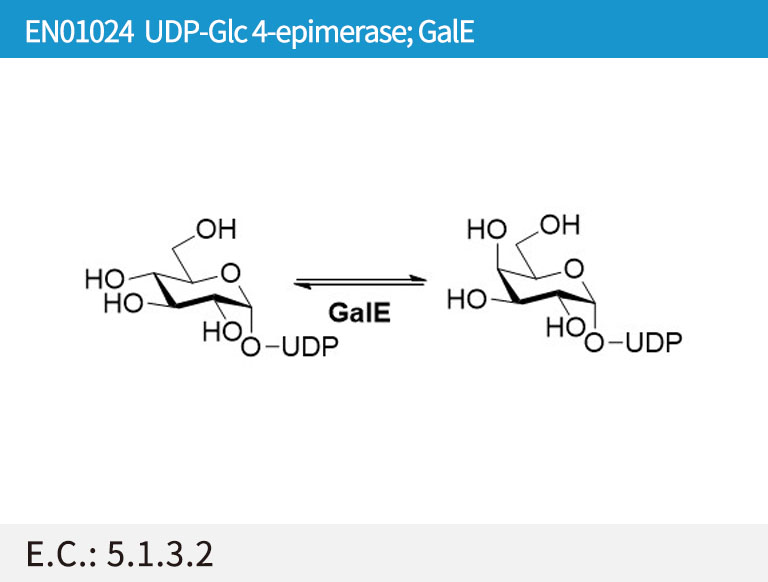 UDP-Glc 4-epimerase (GalE)