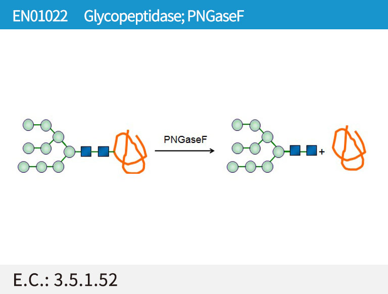Peptide-N4-(N-acetyl-β-glucosaminyl) asparagineamidase (PNGaseF)