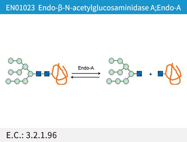 Endo-β-N-acetylglucosaminidase A (Endo-A)