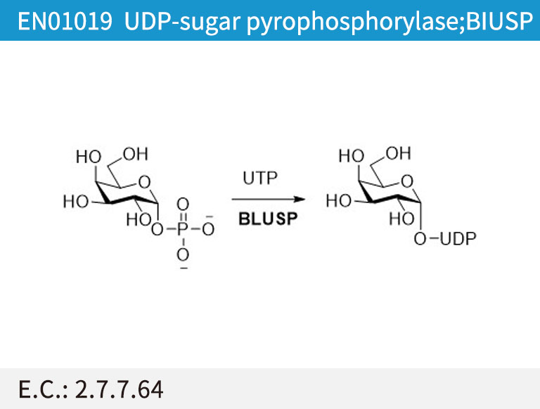 UDP-sugar pyrophosphorylase (BlUSP)