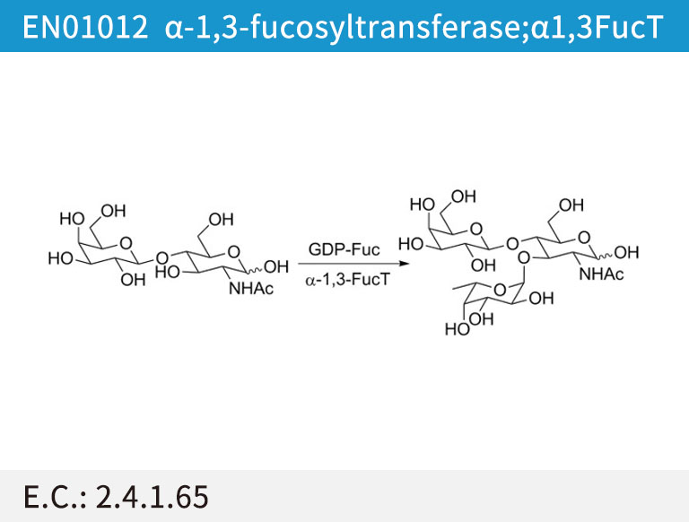 α1,3-fucosyltransferase (a1,3FucT)