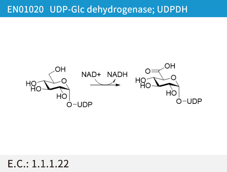 UDP-Glc dehydrogenase (UDPDH)