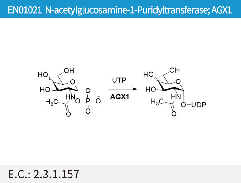 GlcNAc-1-P uridyltransferase (AGX1)