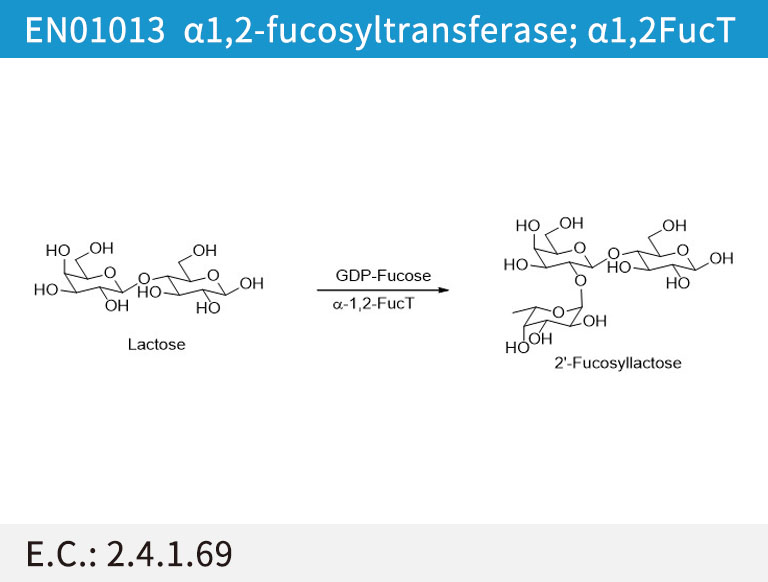 α1,2-fucosyltransferase