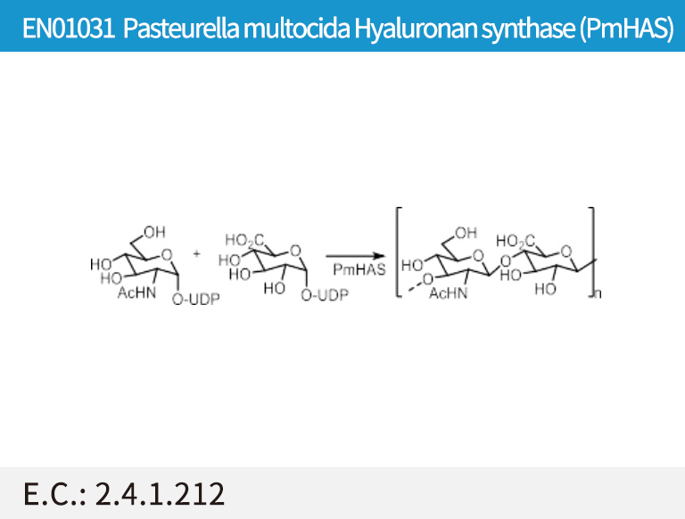 Pasteurella multocida Hyaluronan synthase (PmHAS)