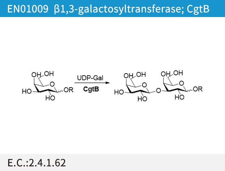 b1,3-galactosyltransferase (CgtB)