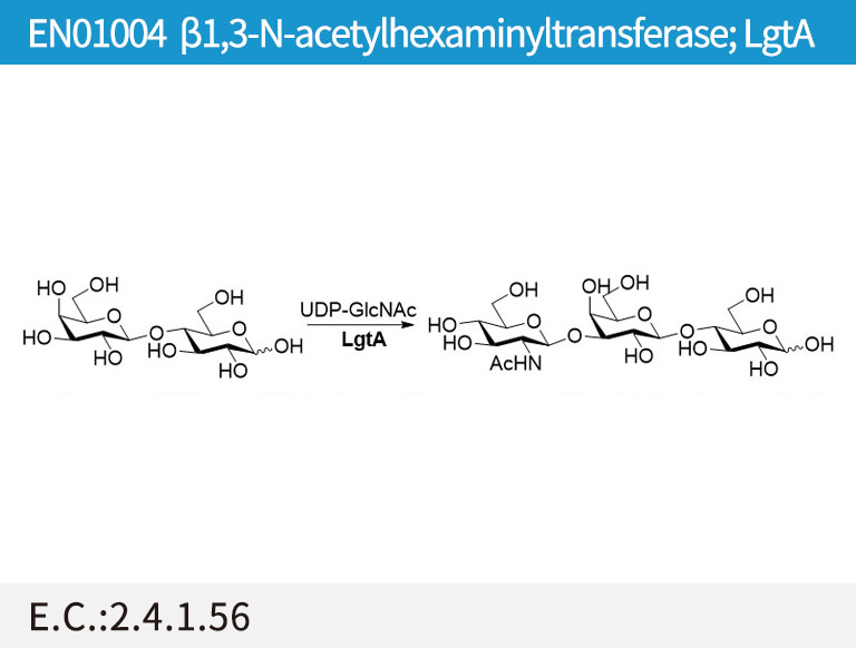 b1,3-HexNAc transferase (LgtA)