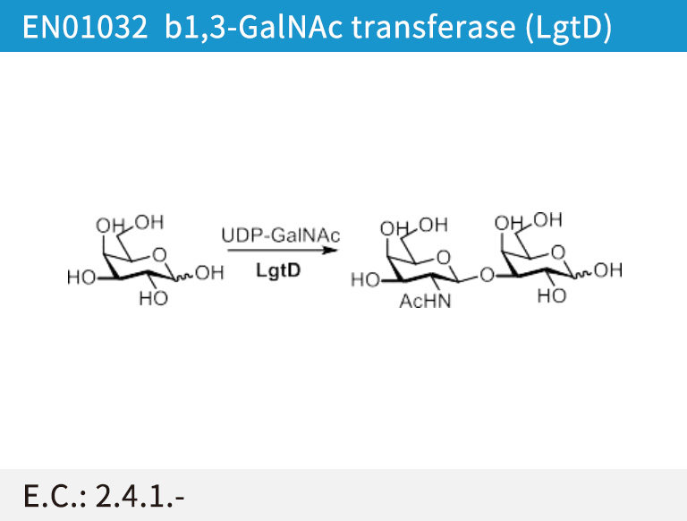 b1,3-GalNAc transferase  (LgtD)