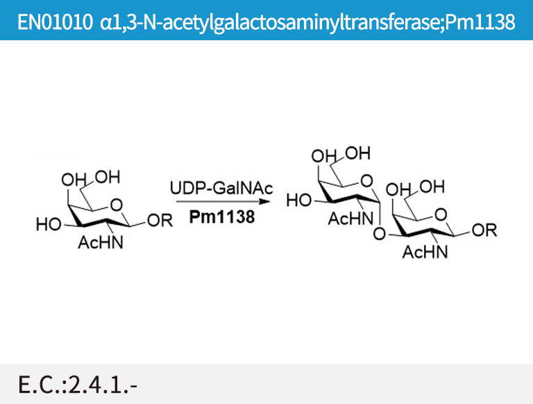 a1,3-GalNAc transferase (Pm1138)