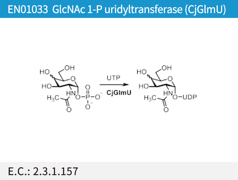 GlcNAc 1-P uridyltransferase (CjGlmU)