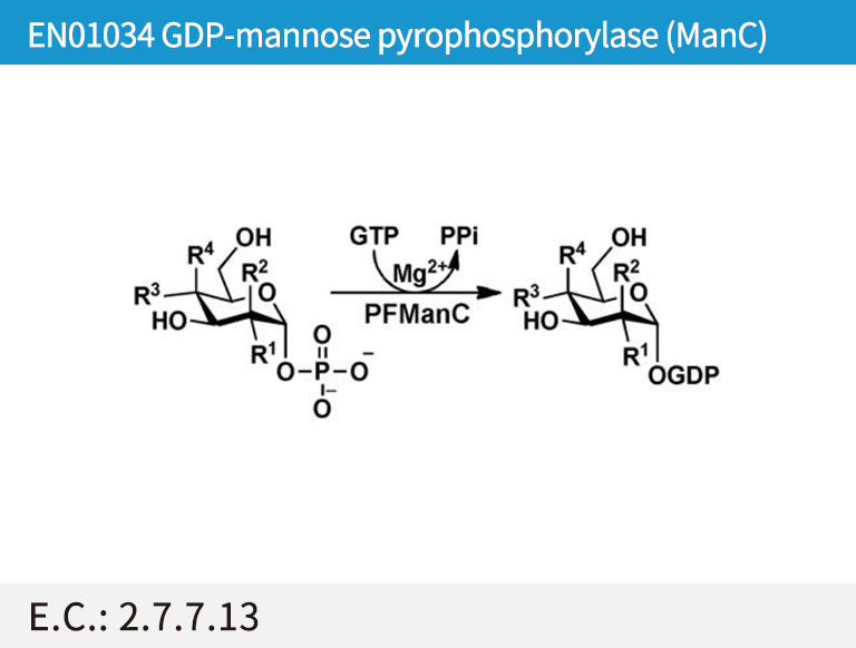 GDP-mannose pyrophosphorylase (ManC)