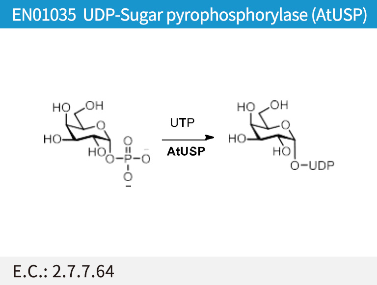 UDP-Sugar pyrophosphorylase (AtUSP)