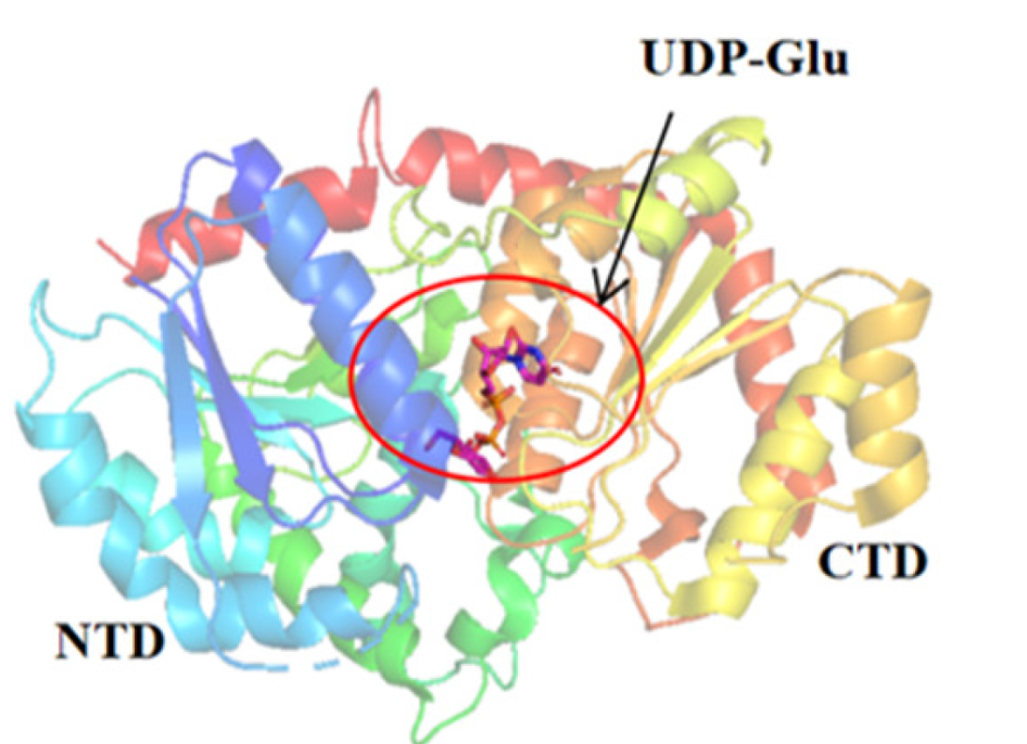 L-rhamnose isomerase (RhaA)