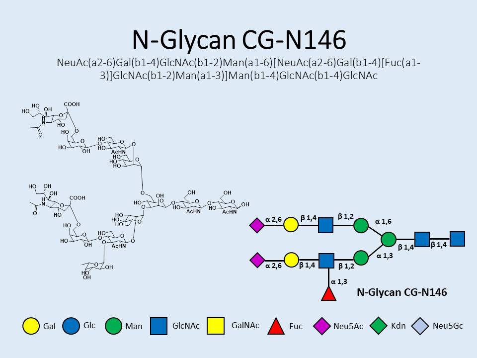 N-Glycan-CG-N146