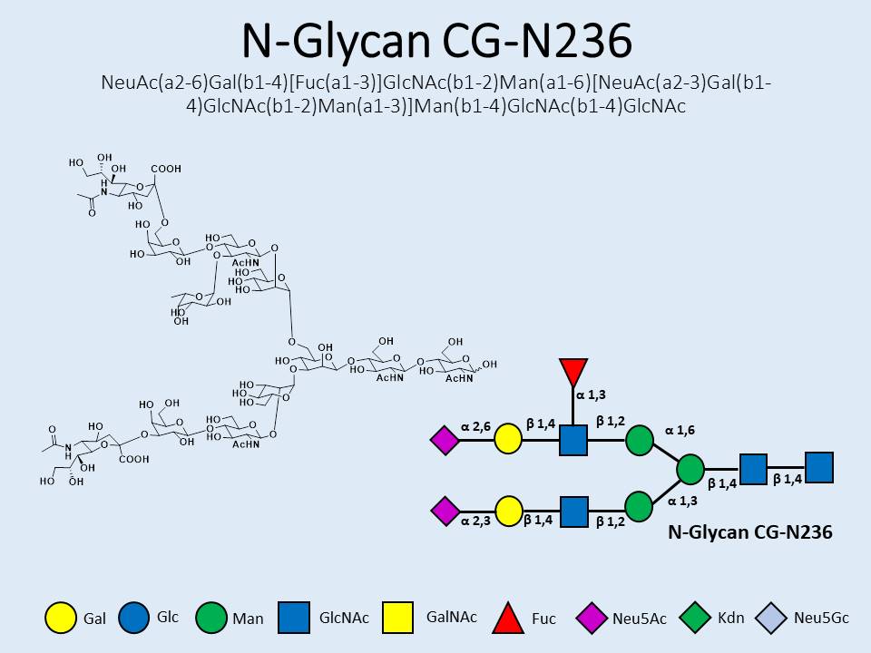 N-Glycan-CG-N236
