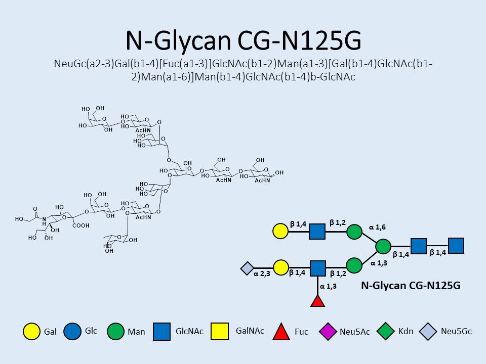 N-Glycan-CG-N125G