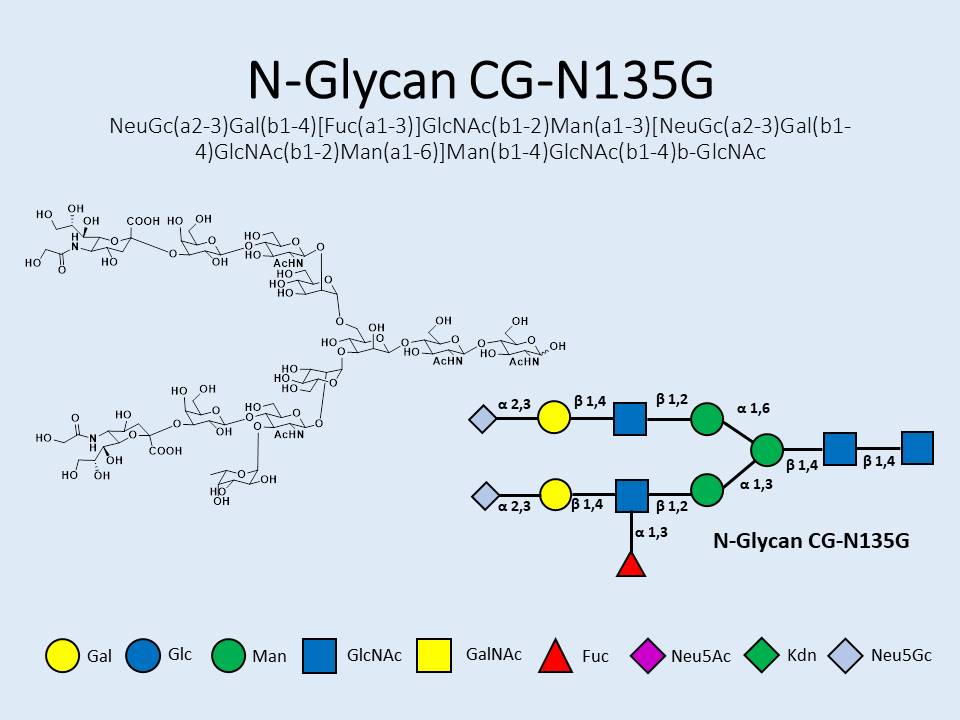 N-Glycan-CG-N135G