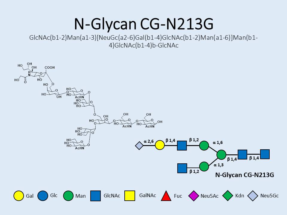 N-Glycan-CG-N213G