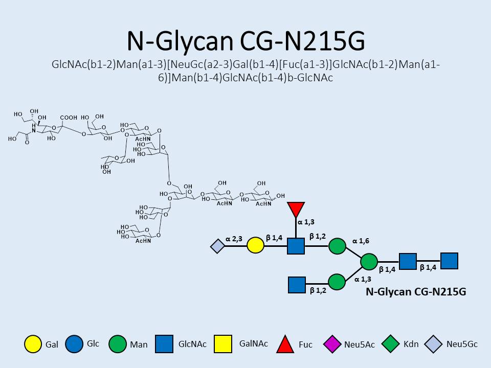 N-Glycan-CG-N215G