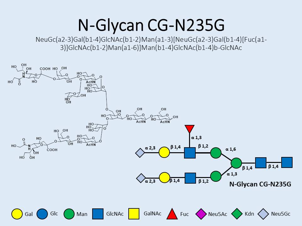 N-Glycan-CG-N235G