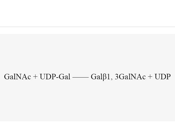 β1, 3-galactosyltransferase (CgtB)