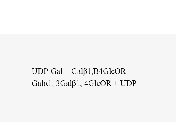 α1, 3-galactosyltransferase (α1, 3GalT)