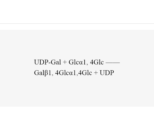 β1, 4-galactosyltransferase (LgtE)