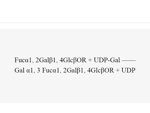 α1, 3-galactosyltransferase (GTB)
