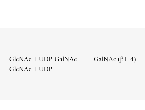 B4GalT1 (Y285L)