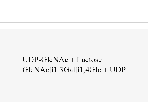 β1, 3-N-acetylglucosaminyltransferase (LgtA)