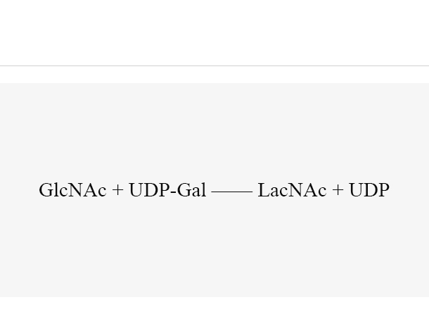 β1, 4-galactosyltransferase (LgtB)
