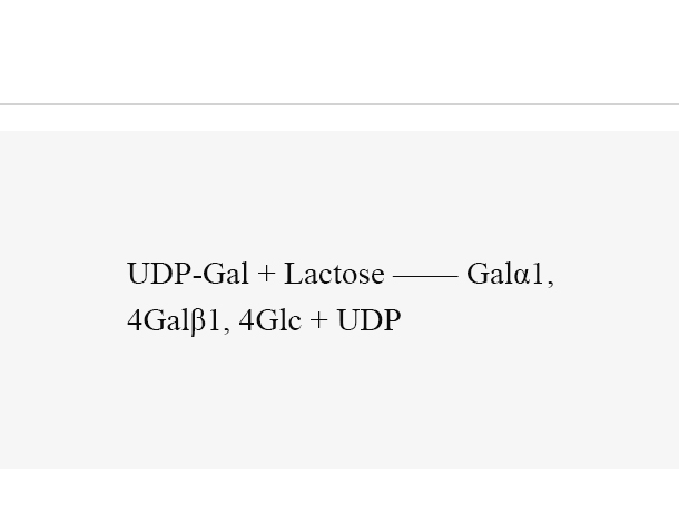 α1, 4-galactosyltransferase (LgtC)