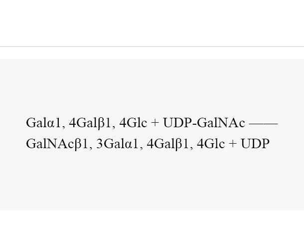 β1, 3-N-acetylgalactosaminyltransferase (LgtD)