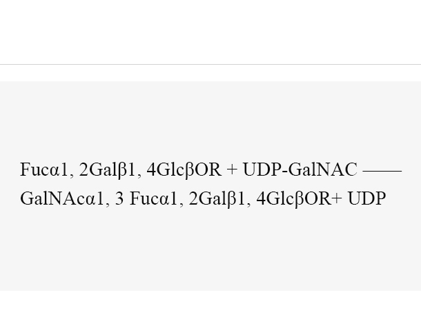 α1, 3-N-acetylgalactosaminyltransferase (BgtA)