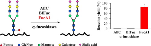 α1,3/4 Fucosidase