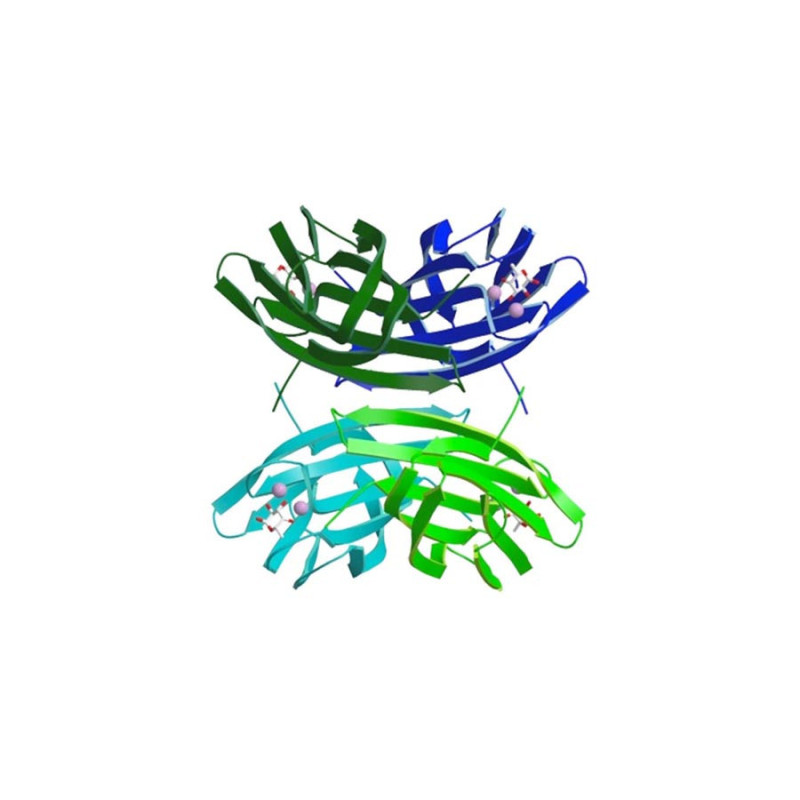LecB (PA-IIL) from Pseudomonas aeruginosa linked to Fluorescein