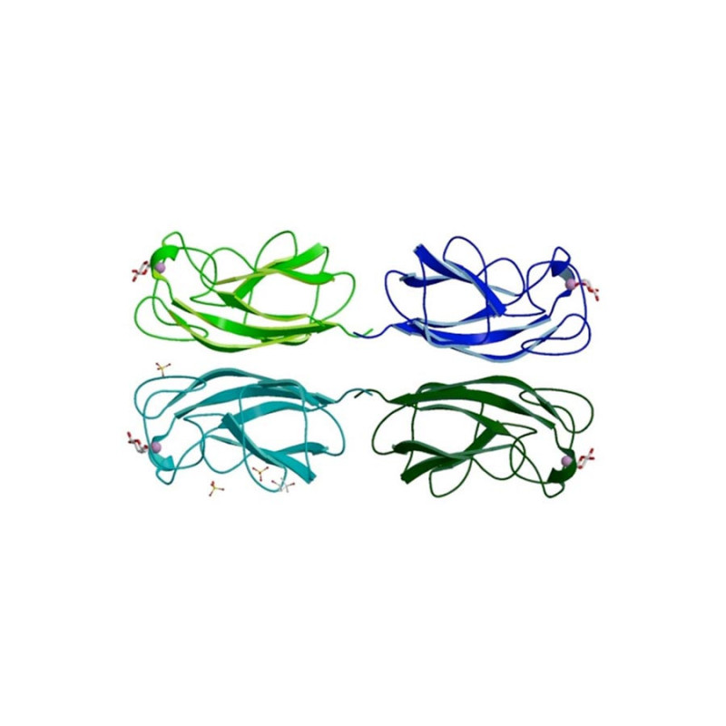 LecA (PA-IL) from Pseudomonas aeruginosa