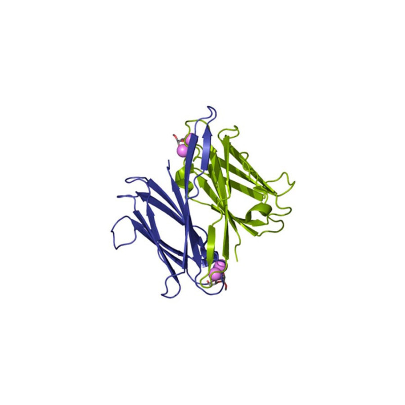 BC2LA from Burkholderia cenocepacia