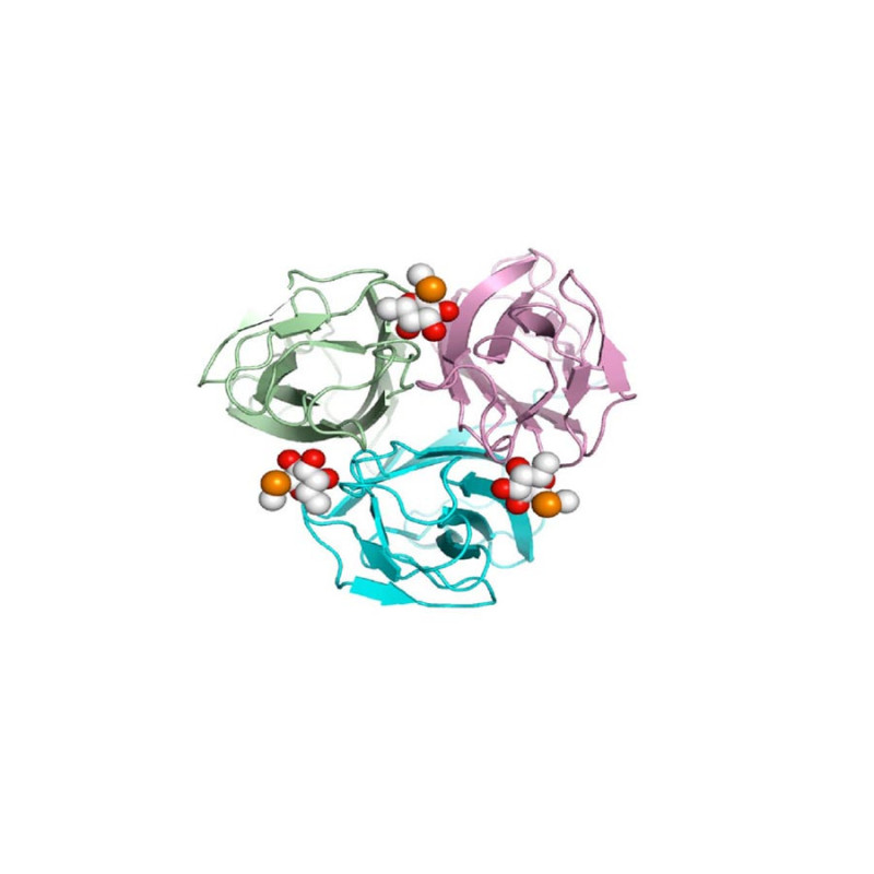 BC2LC-Nt from Burkholderia cenocepacia