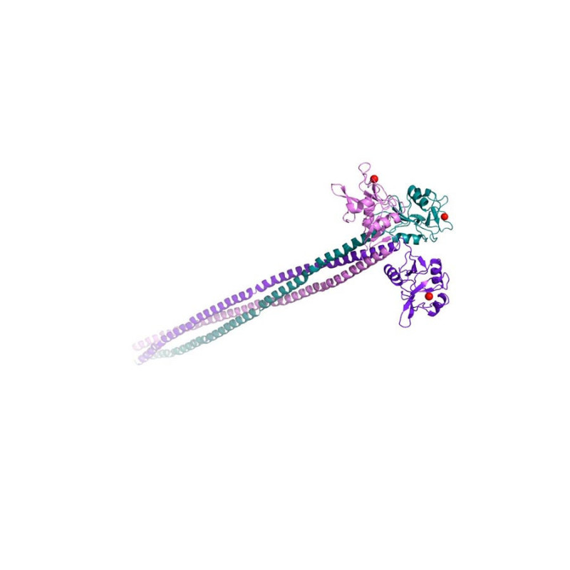 Langerin ECD (extra-cellular domain)