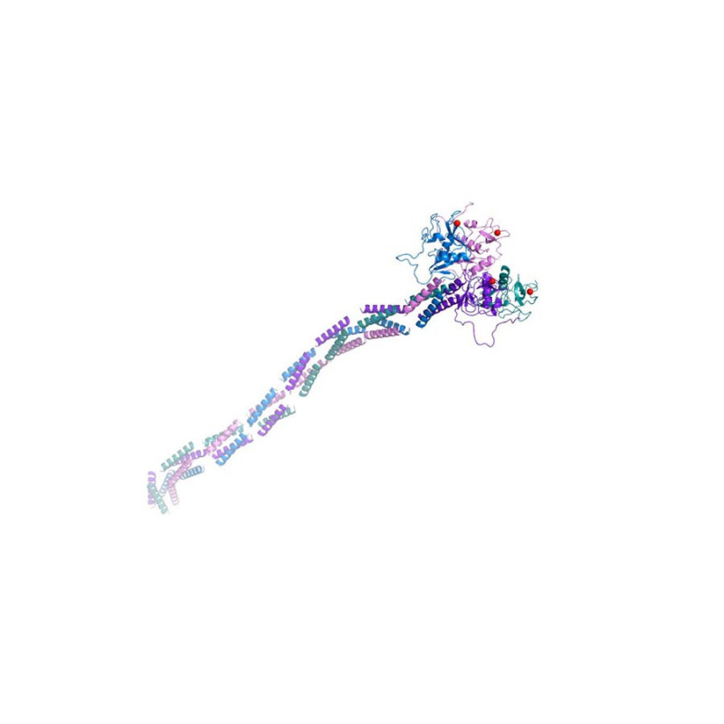 DC-SIGN ECD (extra-cellular domain)