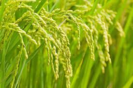 Agricultural Grade Chitosan Oligosaccharide