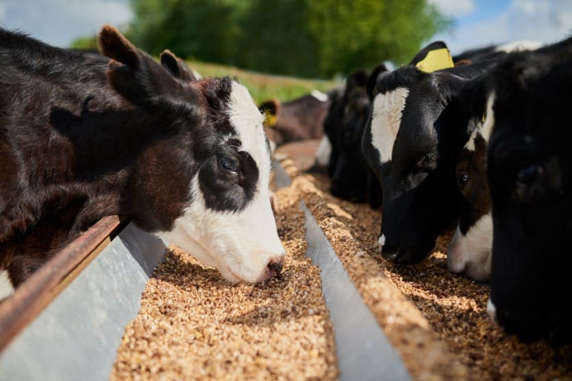 Feed Grade Chitosan Oligosaccharide