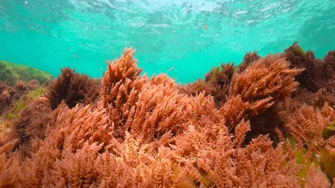 Red Algae Extract