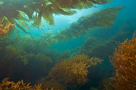 Carrageenan Oligosaccharide