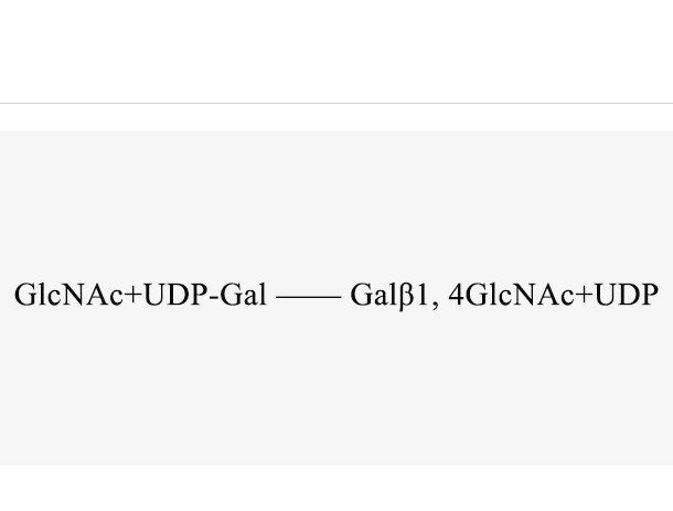 β1,4-galactosyltransferase (Hpβ1,4GalT)
