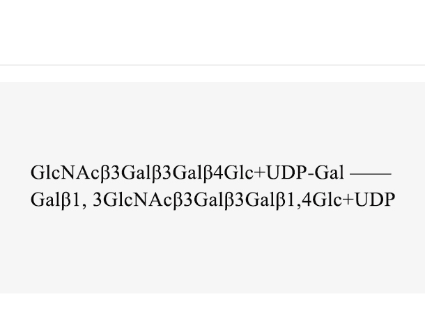 β1,3-N-acetylglucosaminyltransferase (HpB3GlcNAcT)
